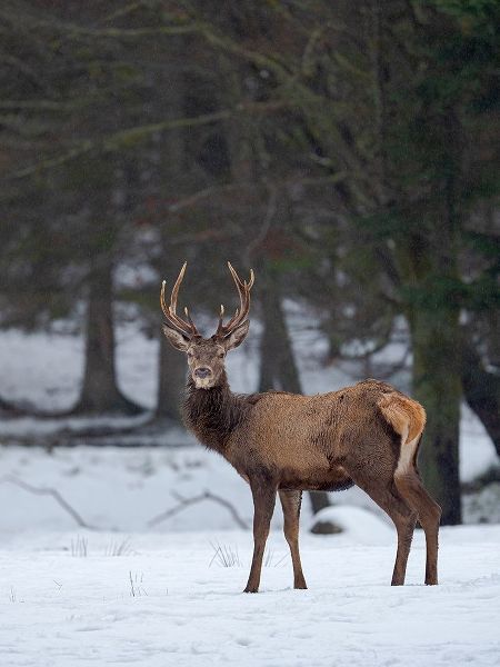 Red deer (Cervus elaphus) during winter Bavarian Forest National Park Germany-Bavaria